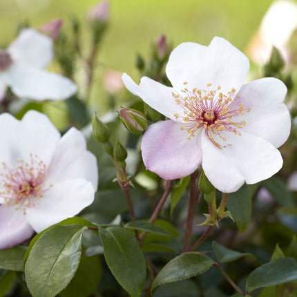 The Charlatan (Sweet Pretty)' Floribunda Rose Shrubs