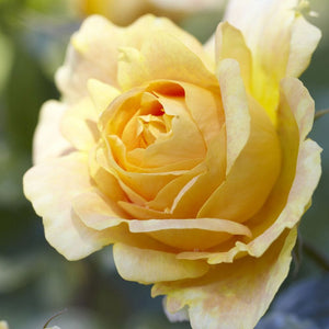 Global Beauty (Candlelight)' Hybrid Tea Rose Shrubs