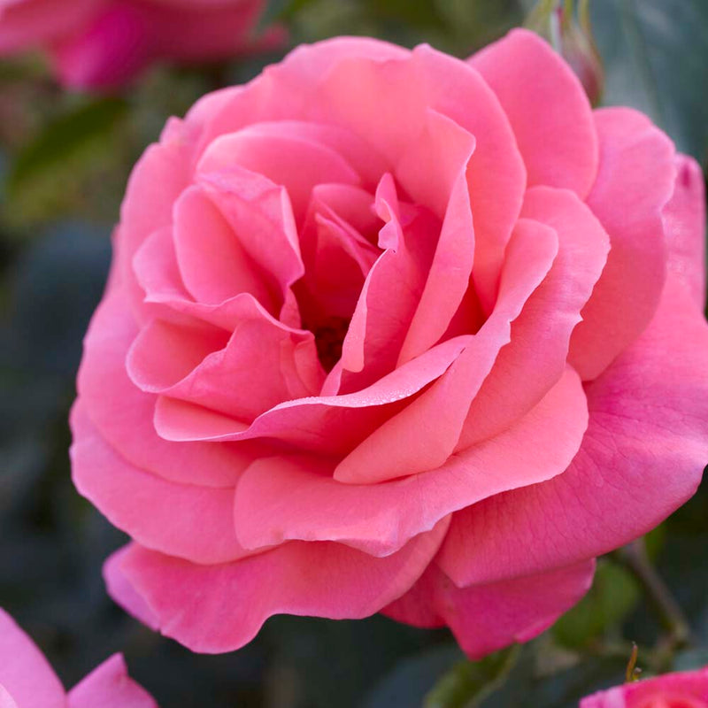 Valentine Heart' Floribunda Rose Shrubs