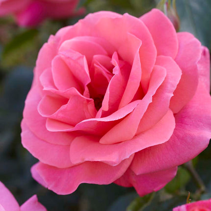 Valentine Heart' Floribunda Rose Shrubs