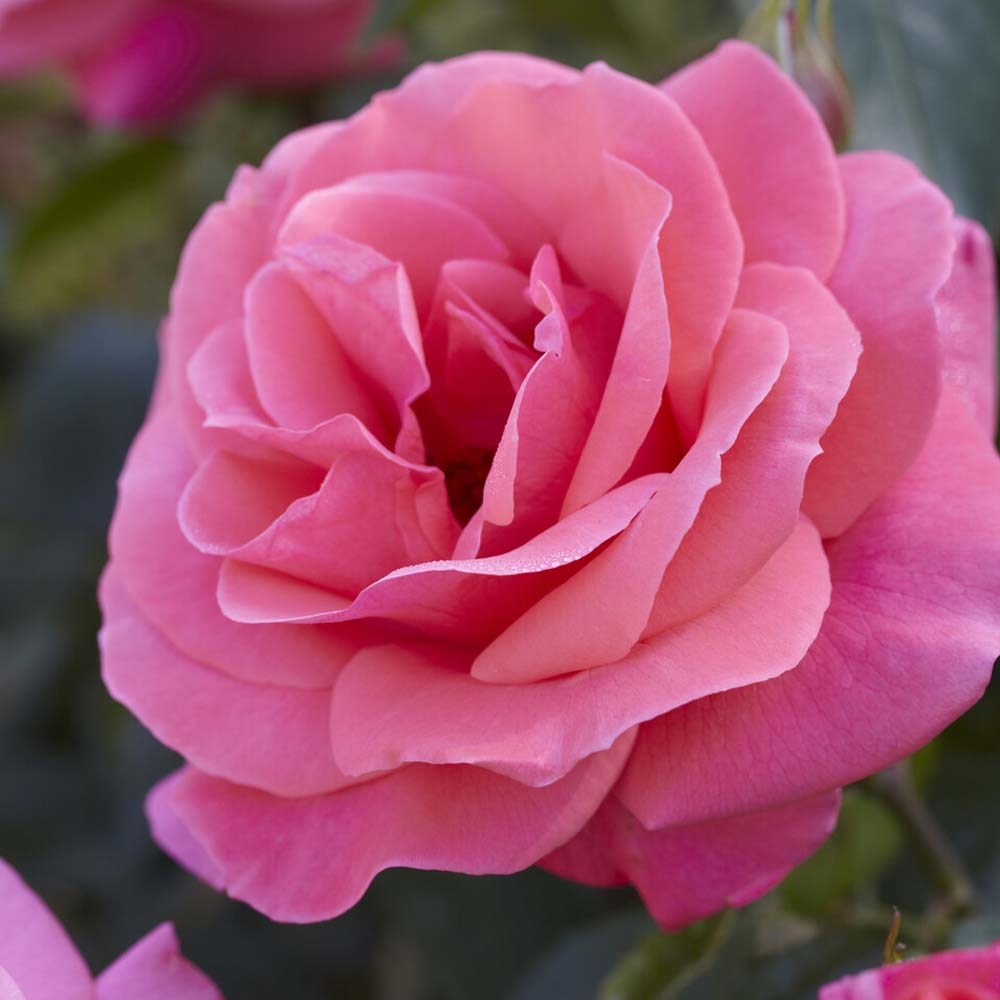 Tree Roses Fragrant Fragrant Rose Collection – Roots Plants