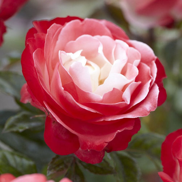 Nostalgia' Hybrid Tea Rose Shrubs