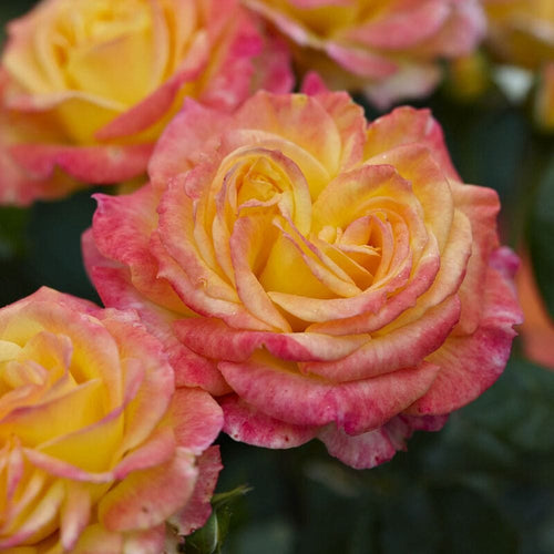 Tequila Sunrise' Hybrid Tea Rose Shrubs