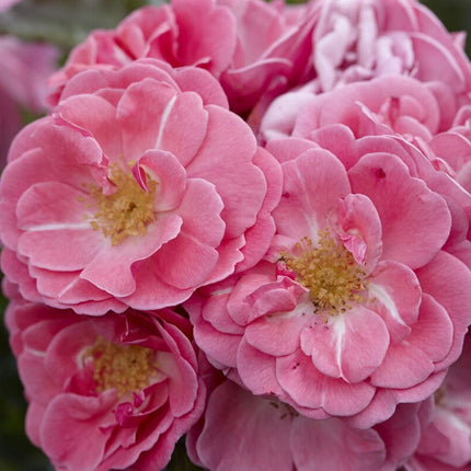 Patio Rose Collection | Roses For Pots Shrubs