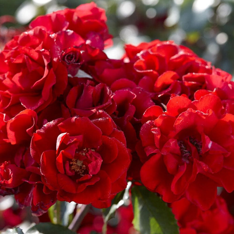 Lest we Forget' Shrub Rose Shrubs