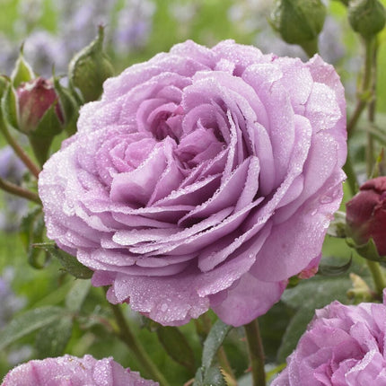 Lavender Ice' Patio Shrub Rose Shrubs