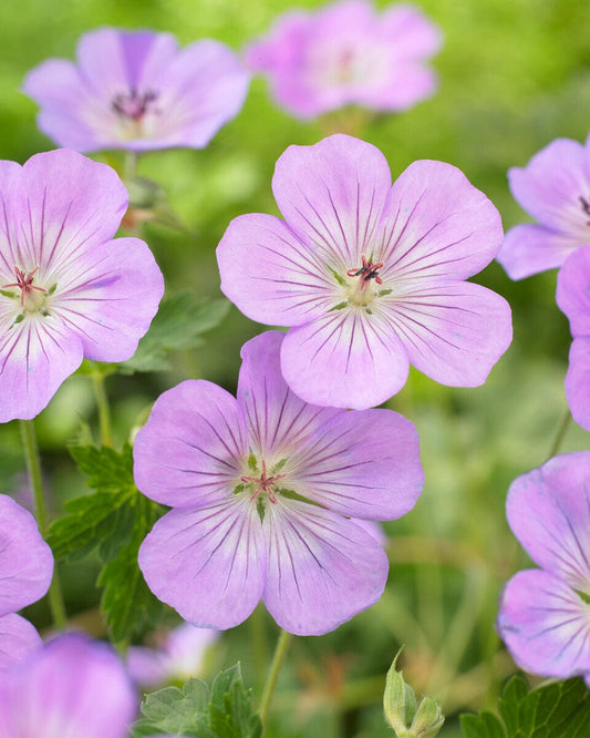 Geranium 'Azure Rush' Perennial Bedding