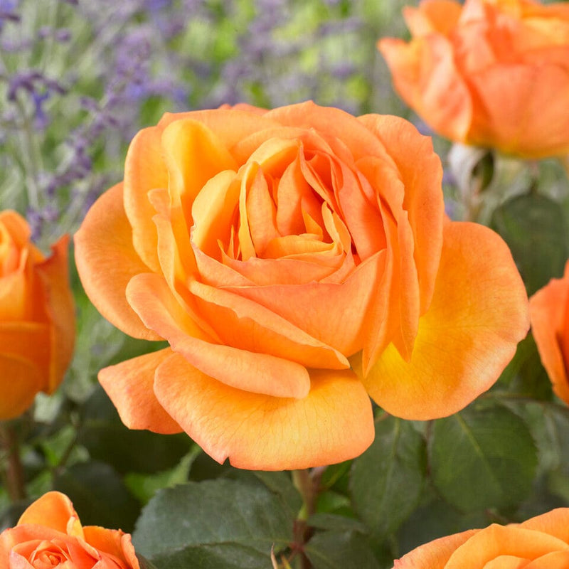 Parade Radmila' Patio Shrub Rose Shrubs
