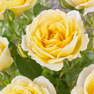 Roses For Shade Collection Shrubs
