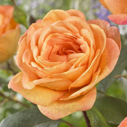 Better Times ' Hybrid Tea Rose Shrubs