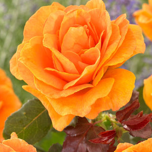 Palace Fleur' Patio Shrub Rose Shrubs