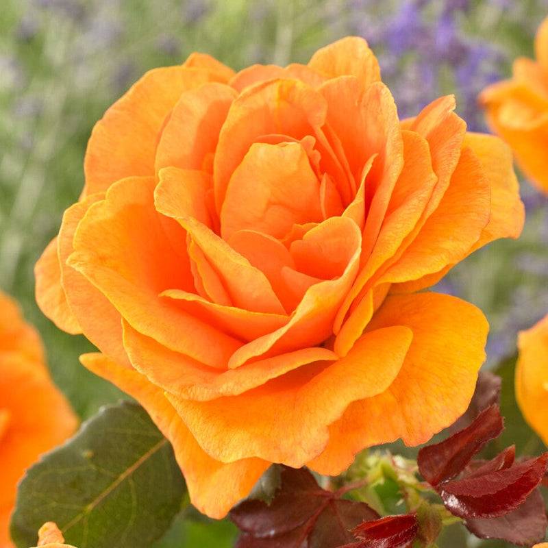 Palace Fleur' Patio Shrub Rose Shrubs