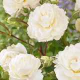 Pearl Celebration' Hybrid Tea Rose Shrubs