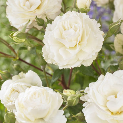 Sweet Child of Mine' Floribunda Rose Shrubs