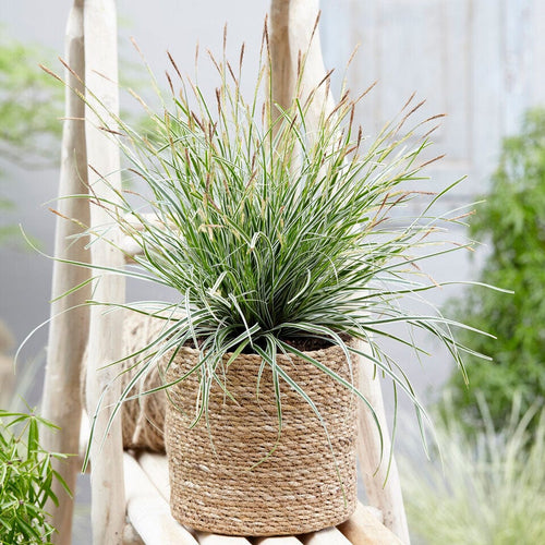Carex oshimensis JS Everest Perennial Bedding