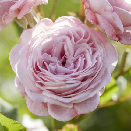 Prince Jardinier' Floribunda Rose Shrubs