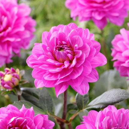 Dahlia 'Karma Lagoon' Perennial Bedding