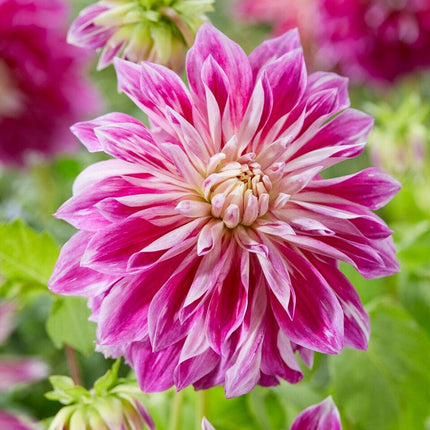 Dahlia 'Purple Explosion' Perennial Bedding