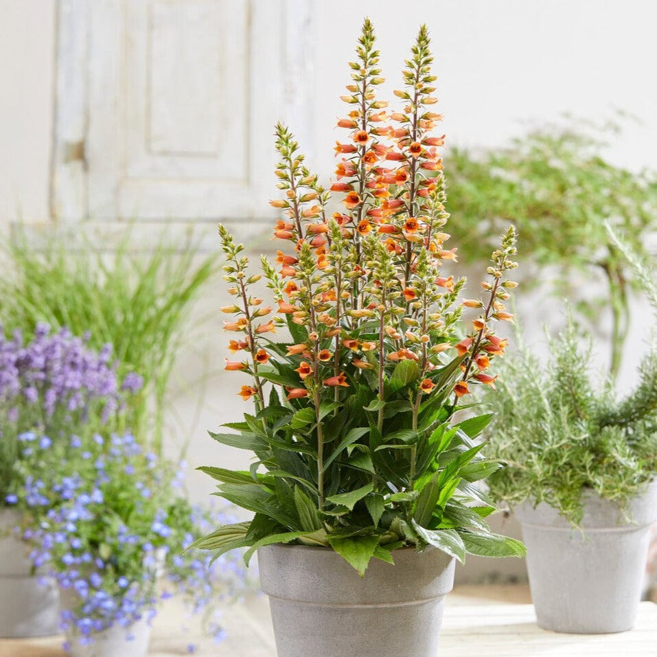 Orange Foxglove | Digiplexis 'Firecracker'