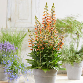 Digiplexis 'Firecracker' Perennial Bedding