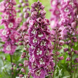 Delphinium 'Rose White Bee' Perennial Bedding