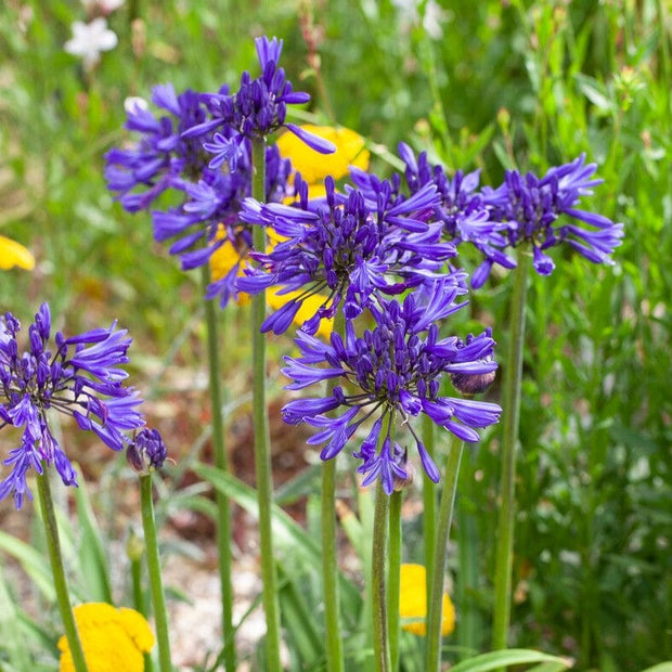 Agapanthus 'Navy Blue' | 3L Perennial Bedding