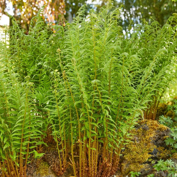 Dryopteris filix mas Perennial Plants