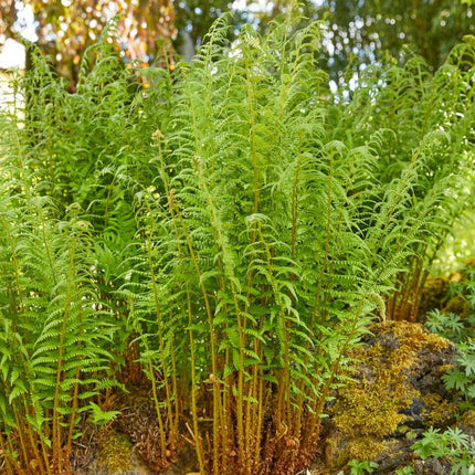 Dryopteris filix mas Perennial Plants