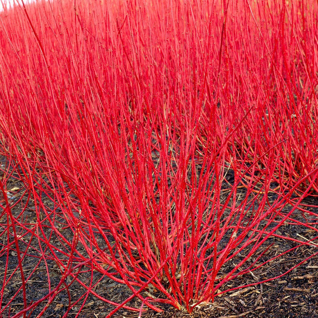 Red-Stemmed Dogwood Hedging | Cornus alba Shrubs