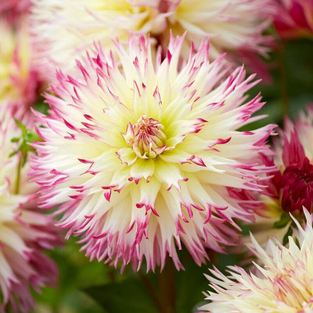 Dahlia 'Caproz Josephine' Perennial Bedding