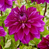 Dahlia 'Thomas Edison' Perennial Bedding