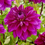 Dahlia 'Thomas Edison' Perennial Bedding