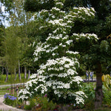 White Flowering Dogwood | Cornus chinensis 'Great Star' Ornamental Trees