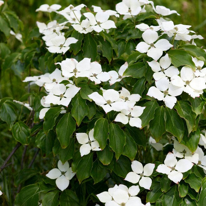 White Flowering Dogwood | Cornus chinensis 'Great Star' Ornamental Trees