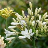 Agapanthus 'Polar Star' | 7.5L Perennial Bedding