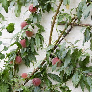 Avalon Pride Peach Tree Fruit Trees