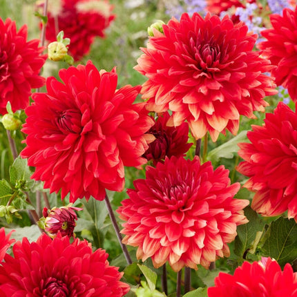 Dahlia 'Garden Wonder' Perennial Bedding