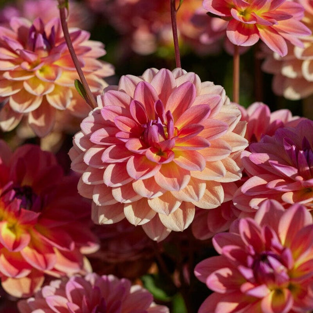 Dahlia 'Pacific View' Perennial Bedding