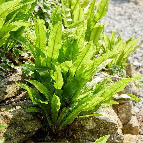 Phyllitis scolopendrium Perennial Plants