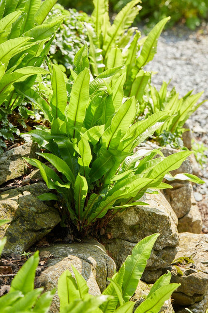 Phyllitis scolopendrium Perennial Plants