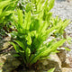 Phyllitis scolopendrium Perennial Plants