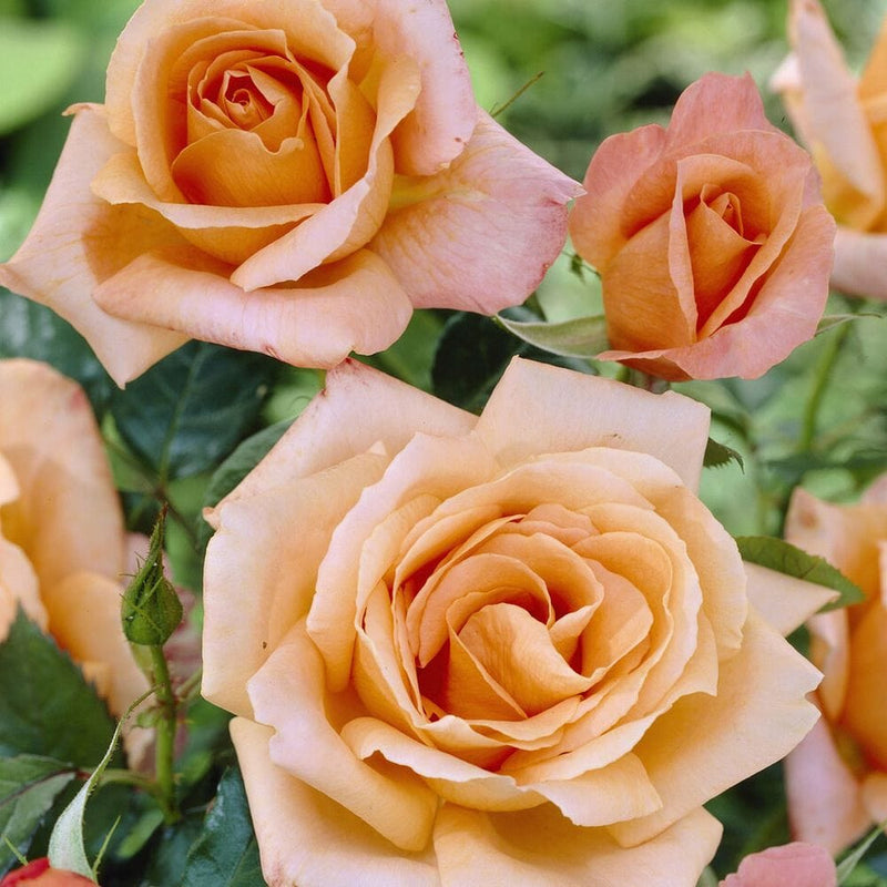 LA VILLA COTTA' Shrub Rose Shrubs