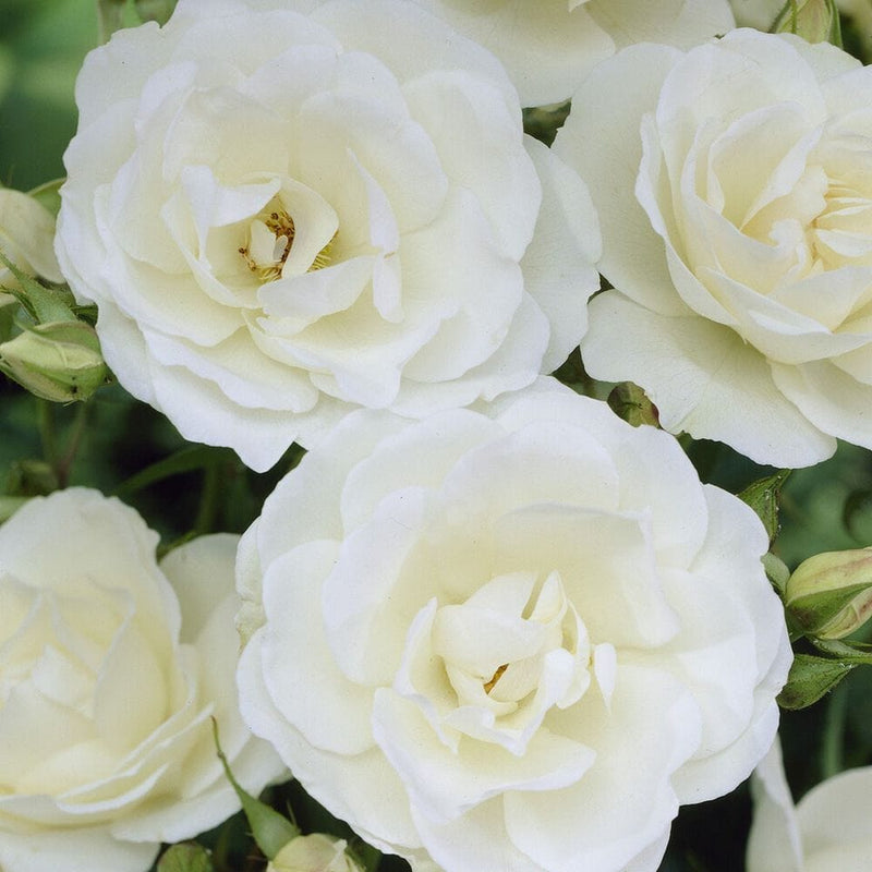 Peter James Richardson' Floribunda Rose Shrubs