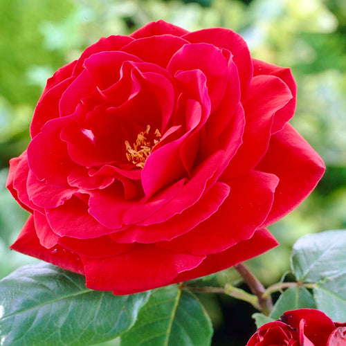 Lucky Charm' Hybrid Tea Rose Shrubs