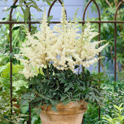 Astilbe 'Ellie' Perennial Bedding