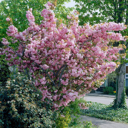 Japanese Cherry Blossom Tree | Prunus serrulata 'Kanzan' Ornamental Trees