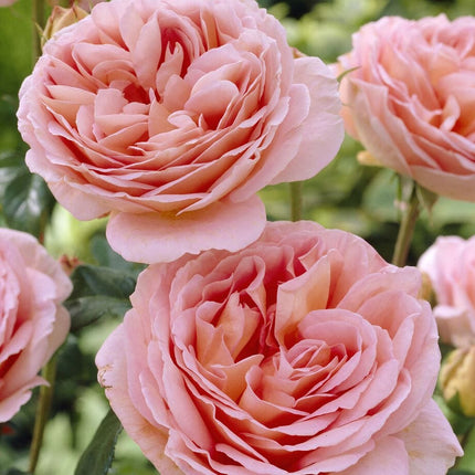 Schöhne Maid' Hybrid Tea Rose Shrubs