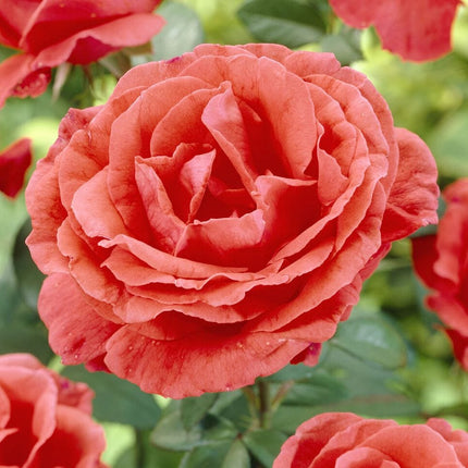 Onward and Upward' Patio Climbing Rose Shrubs