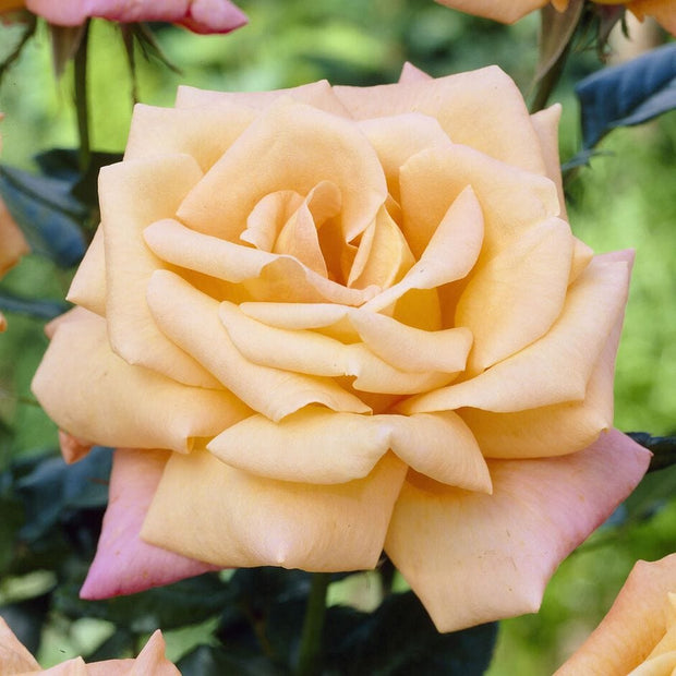 Niceday' Patio Climbing Rose Shrubs