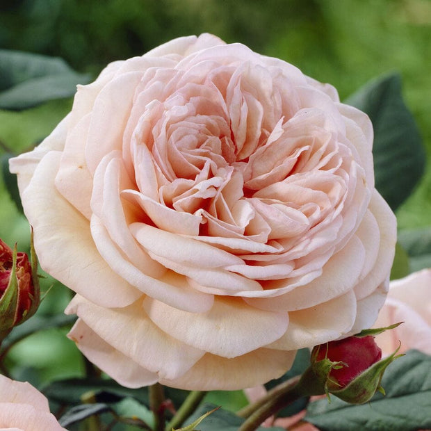 It’s a Wonderful Life' Floribunda Rose Shrubs